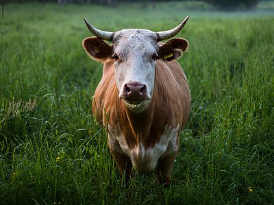 Kühe auf der Weide fressen frisches Gras anstatt Tierfutter aus Palmöl. ©pxhere.com