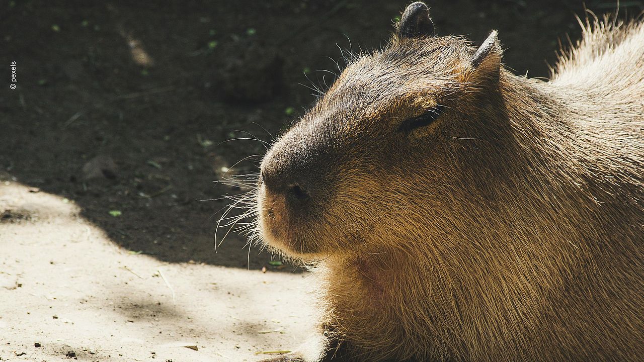 Capybara (Hydrochoerus hydrochaeris) beim Ausruhen ©Pexels