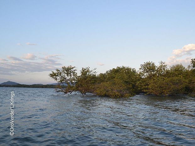 Mangrovenwälder schützen die Küste ©OroVerde – L. Krings