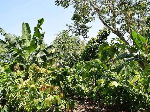 Agroforstsystem im „WaldGewinn“-Projekt in Guatemala