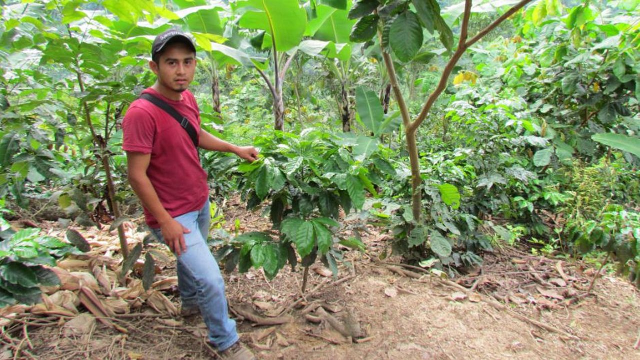 Regenwaldschonender Anbau von Kaffee und Kakao ©OroVerde – M. Metz