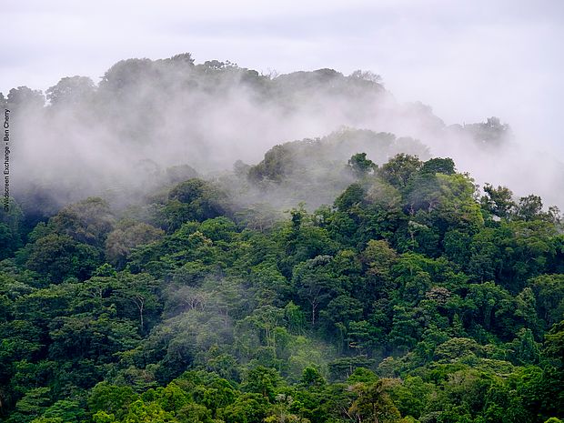 Nebelwald in Costa Rica. ©Wildscreen Exchange - Ben Cherry
