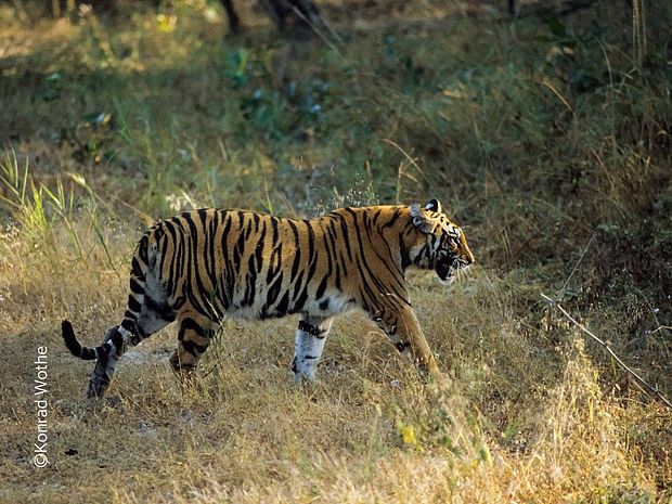 Tiger leben normalerweise am liebsten alleine. ©Konrad Wothe
