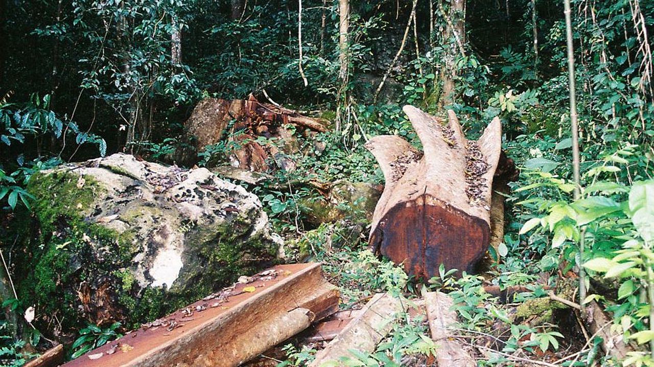 Thema Was hat Papier mit Regenwald zu tun: Bäume fallen in tropischen Regenwäldern