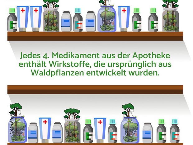 Jedes 4. Medikament aus der Apotheke enthält Wirkstoffe, die ursprünglich aus Waldpflanzen entwickelt wurden ©OroVerde