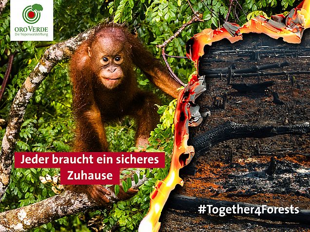 Einmalige Chance die EU zu Überzeugen, dass Entwaldungsfreue Lieferketten der Weg ist um Regenwaldzerstörung zu stoppen. #together4forests
