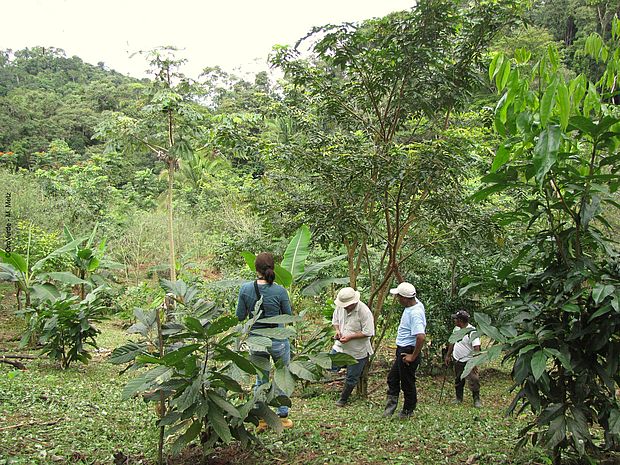 Ein Agroforstsystem aus dem Projekt WaldGewinn in Guatemala.