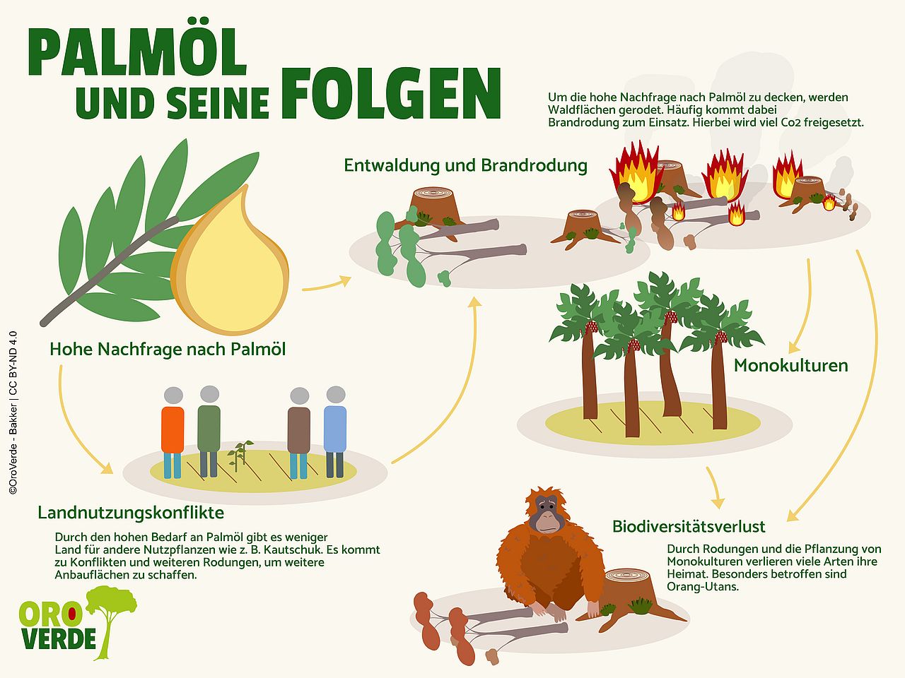 Die Folgen von Palmöl für Mensch und Umwelt. ©OroVerde - Bakker. 