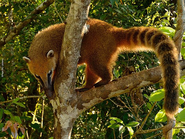 Südamerikanischer Nasenbär im Baum ©Papa Pic – pxhere