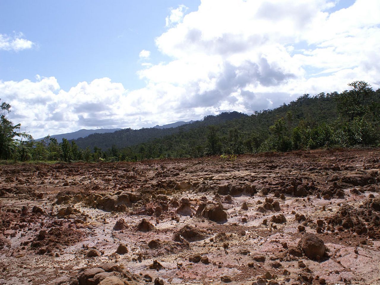 Abholzung im Regenwald: Folgen der Erosion für den Regenwald
