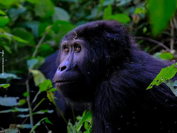 Coltan zerstört den Lebensraum des Gorillas ©Francesco Ungarao - Pexels