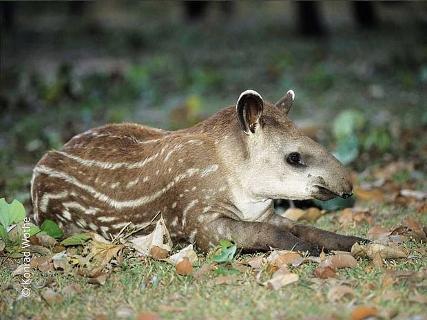 Ein niedliches Tapir-Baby. Streifen und Punkte im Fell dienen der Tarnung.©Konrad Wothe
