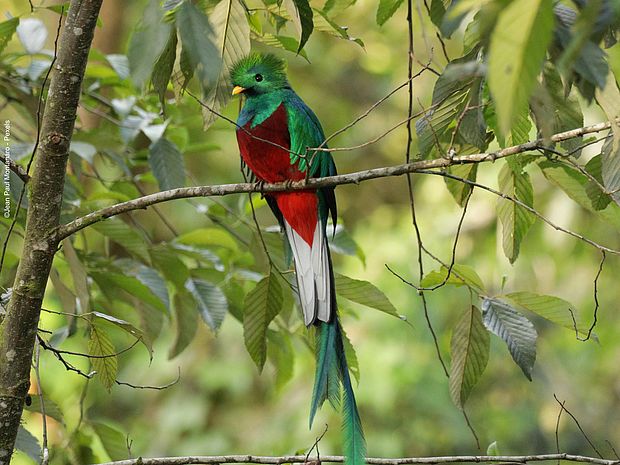 Der Quetzal, auch Göttervogel genannt, lebt in den Bergnebelwäldern Südamerikas und ist ein Indiz für die Biodiversität dieses Ökosystems. ©Jean Paul Montanaro - Pexels