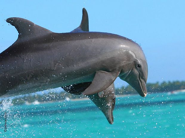 Der Flussdelfin unterscheidet sich nicht nur im Aussehen von Meeresdelfinen ©pxhere.com