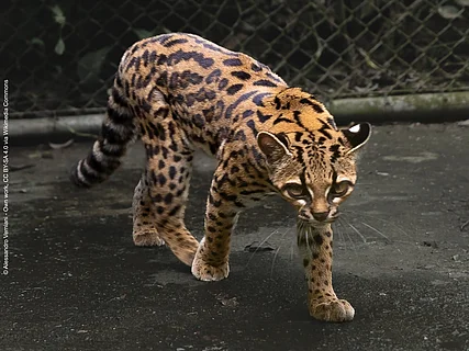 Eine Leopardus tilcayo läuft über asphaltierten Boden.