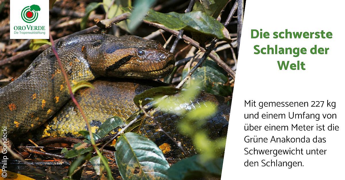 Größte Schlange Der Welt Frisst Zoowärter www.regenwald-schuetzen.org