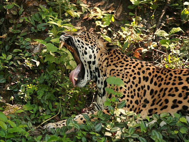 Der Jaguar hat die größte Beißkraft unter den Raubkatzen © Gianna Lazzarini 