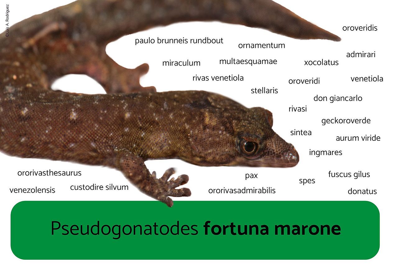 Die neue Geckoart soll Pseudogonatodes fortuna marone heißen ©Luis A. Rodriguez