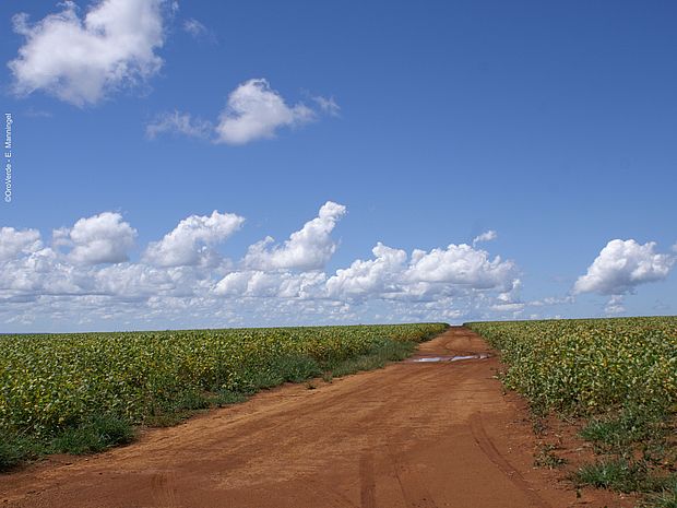 Soja statt Regenwald: Ein Sojafeld in Brasilien. ©OroVerde - E. Manningel