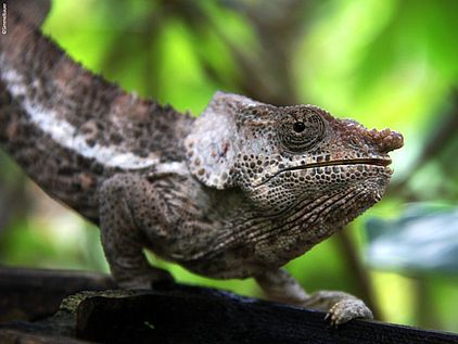 Das Kurzhorn-chameleon mit seinem langen schmalen Körper und klar zu erkennen Occipitallappen an der oberen Seite des Kopfes. Männchen bilden einen 3–5 mm langen, harten Nasengang ©andreassimmelbauer