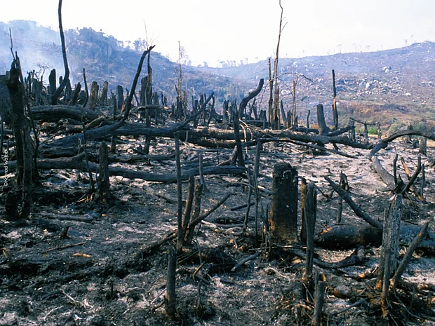 Eine verkohlte riesige Waldfläche zeiht sich bis zu, Horizont, die abgebrannten Baumstümpfe rauchen noch.