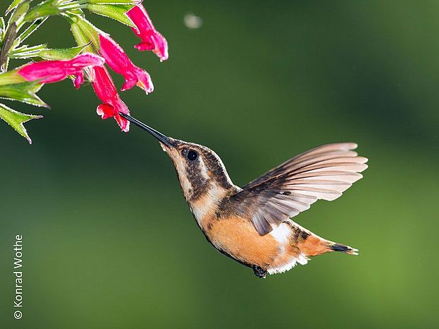 Kolibri ©Konrad Wothe