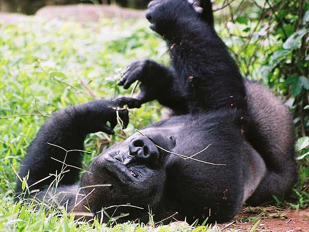 Flachland-Gorillas sind durch den Abbau von Bodenschätzen besonders gefährdet. ©OroVerde - E. Mannigel