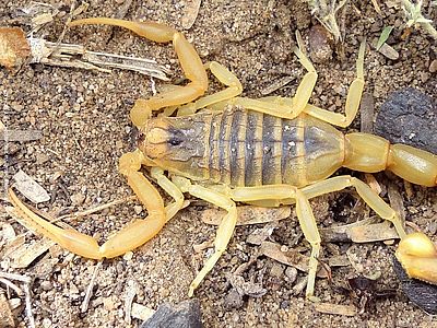 Gelber Mittelmeerskorpion © Mohamed Salah via inaturalist CC BY-NC 4.0 Nahaufnahme eines gelben Skorpions von oben. er hat dünne Scheren und eine dickeren Schwanz mit Stachel.