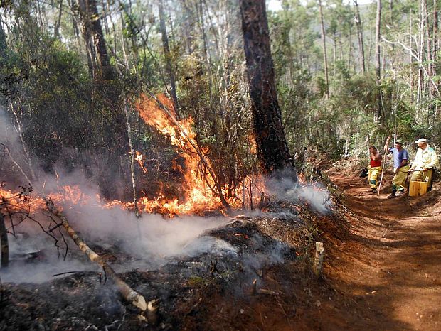 Die Waldbrände auf Kuba sind ungekannt heftig ausgefallen. ©UPSA