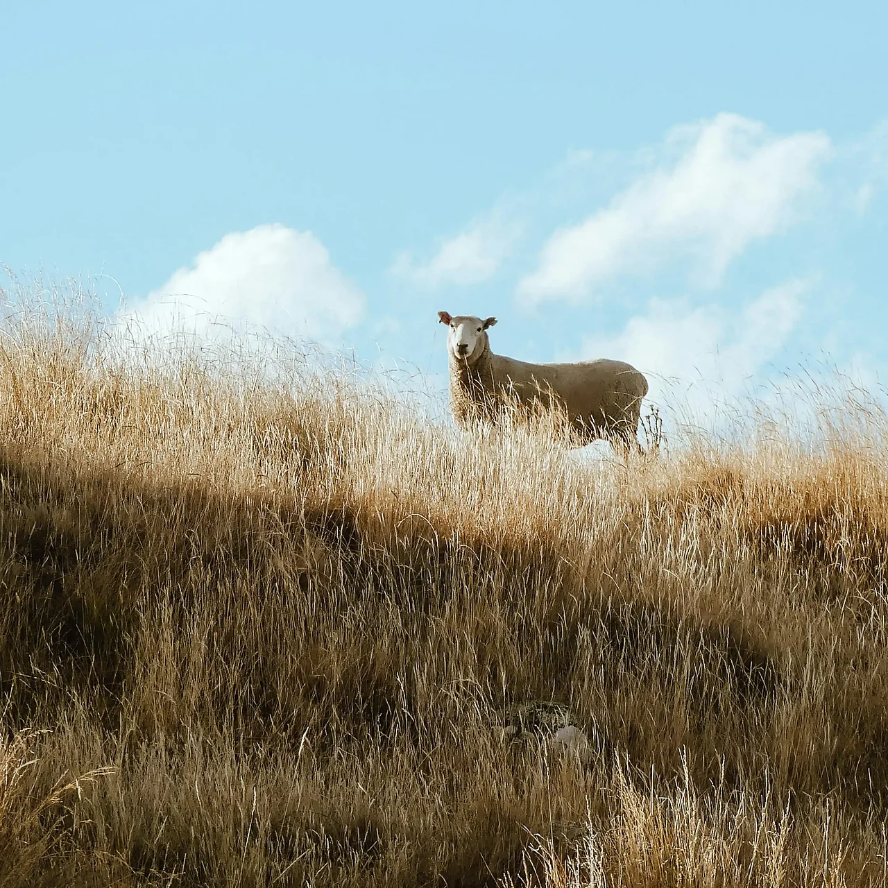 Ein Schaf auf der Weide 