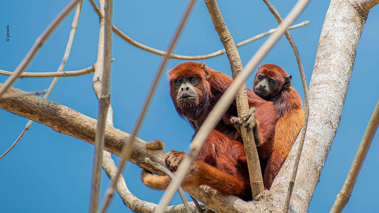 Roter Brüllaffe mit Nachwuchs im Baum. ©Pexels