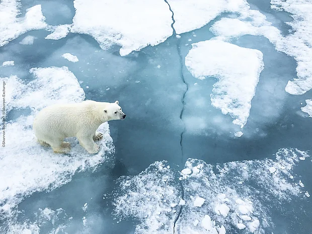 Ein Eisbär läuft über aufbrechendes Packeis ©Wildscreen Exchange