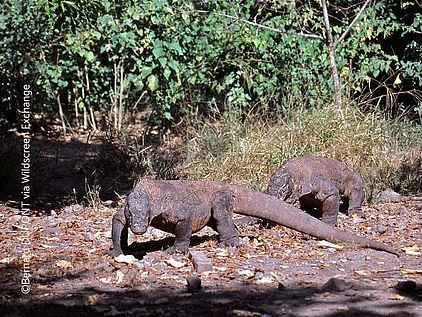 Zwei Komodowarane in ihrem Lebensraum in Indonesien. Weibliche Komodowarane können sich selbst befruchten, wenn kein Männchen verfügbar ist ©Bernard DUPONT via Wildscreen Exchange