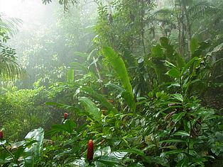 Regenwald pur: Nebelwald im Norden Venezuelas