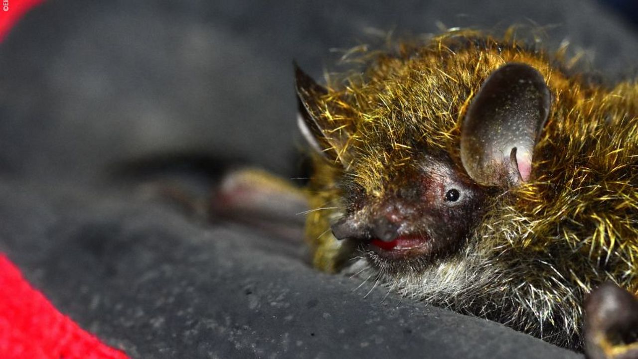 Fledermäuse im Himalaya: murina aurata ©Elisabeth Kalko Stiftung