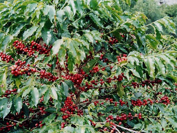 Wie viel vituelles Wasser benötigt wird um eine  Tasse Kaffee zu brühen ist überraschend ©OroVerde - E. Mannigel