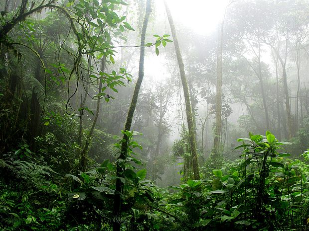 Dichter tropischer Regenwald ©Pexels