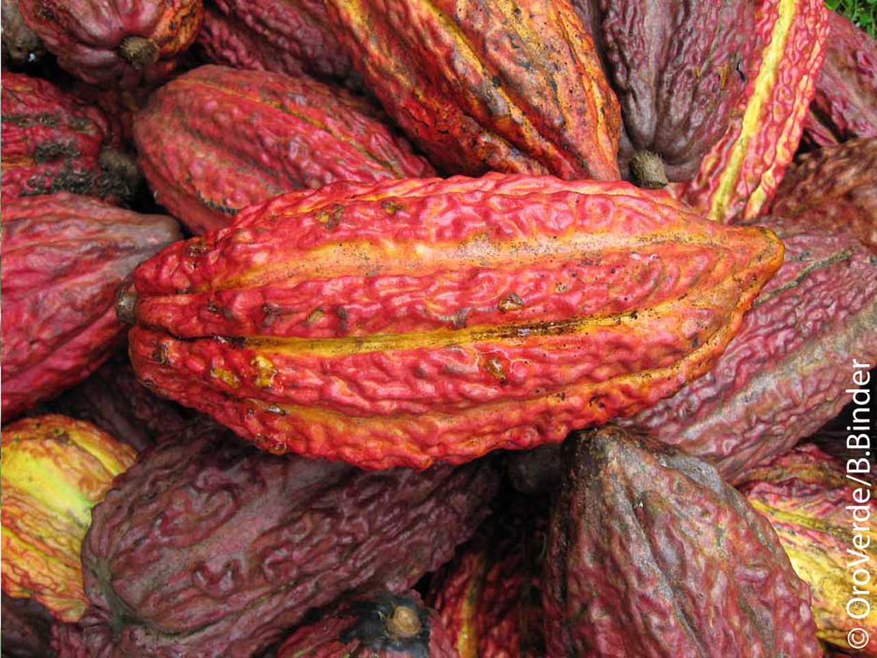Kakaoschoten ©OroVerde/B.Binder