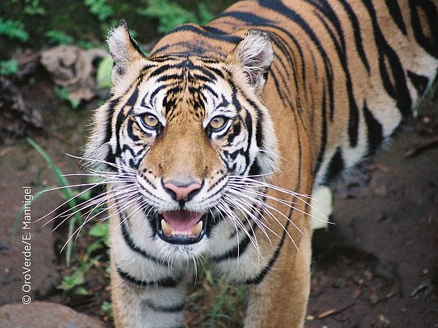 Wenn ein Tiger brüllt, wird er ganz schön laut ©OroVerde / Elke Mannigel 