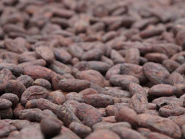 Kakaobohnen  ©Heifer International Guatemala