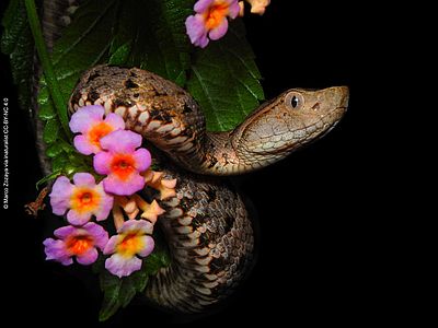 Lanzenotter © Marco Zozaya via inaturalist CC BY-NC 4.0 Eine Schlange ist um eine Pflanze gewickelt, vor einem schwarzen Hintergrund. Das Bild wirkt sehr künstlerisch.