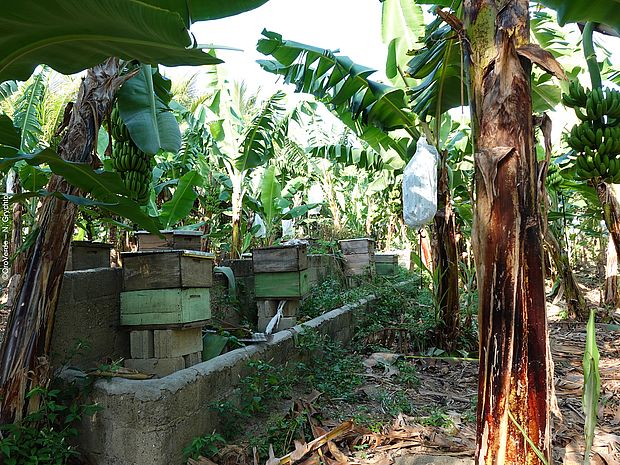 Imkerei in Kombination mit Landwirtschaft fördert Biodiversität und Erträge