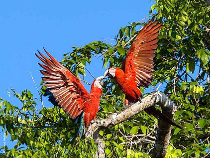 Papageien: Grünflügelaras auf einem Baum im Regenwald © Konrad Wothe