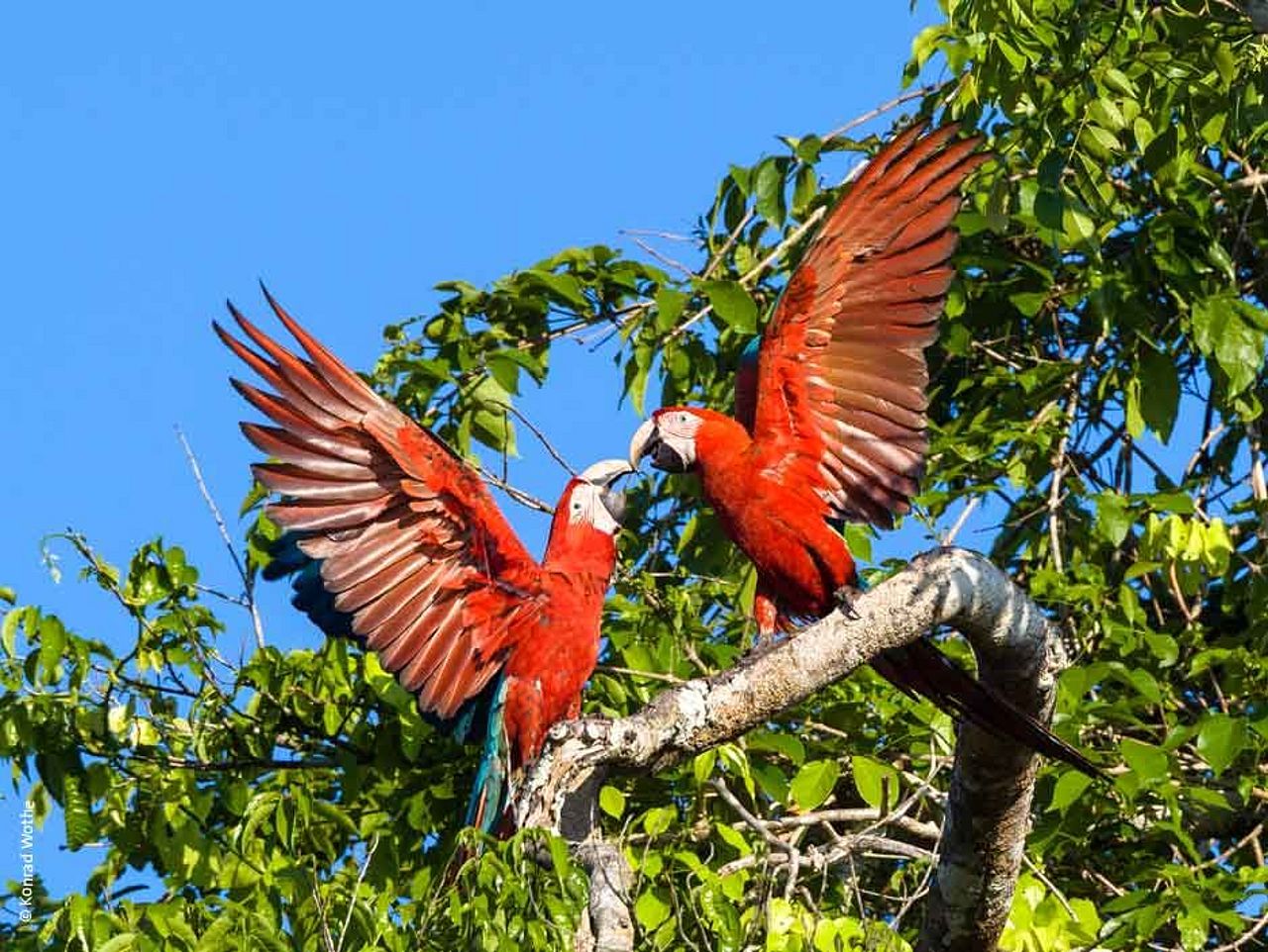 Ein Papageienpaar ©Konrad Wothe