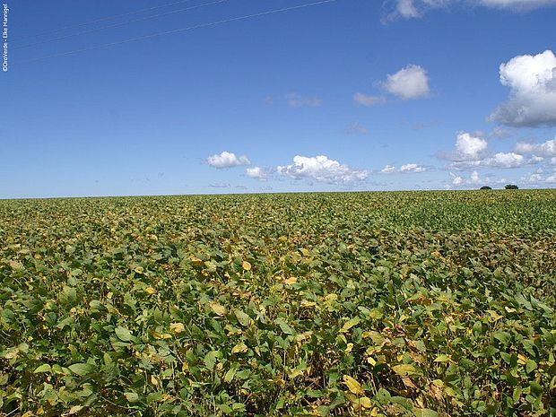 Soja wird in Brasilien in riesigen Monokulturen angebaut ©OroVerde/Elke Mannigel