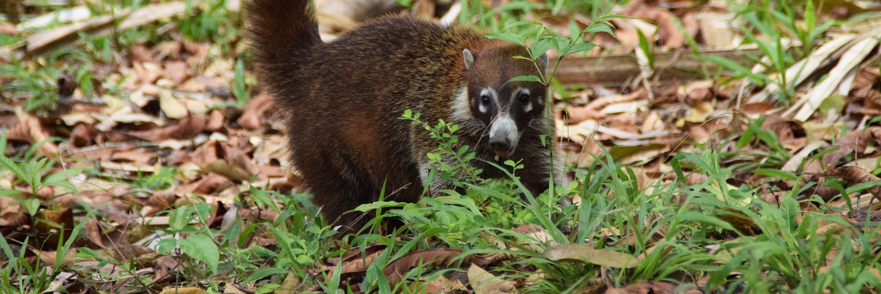 Nasenbär ©OroVerde