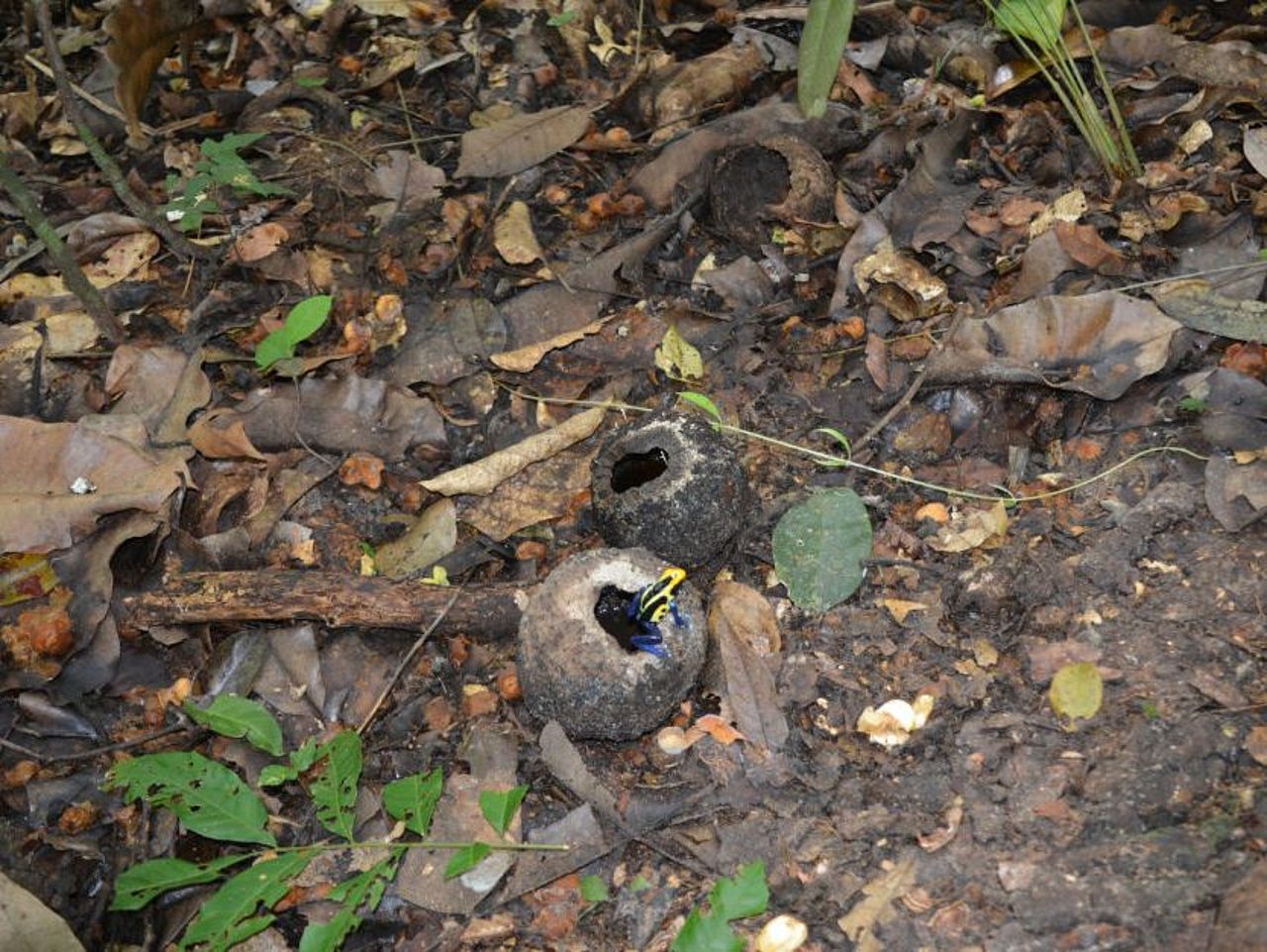 Paranüsse im Regenwald © Conservation International Suriname