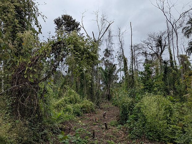 Brandschneisen im Gemeindewald La Technica in Guatemala.