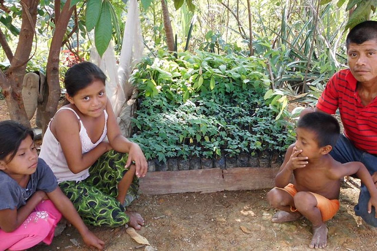 Aufgabe Regenwaldschutz: Familie zieht Regenwald-Setzlinge heran
