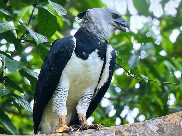 Harpyie im grünen Blätterdach auf einem Ast. ©Royle, Safaris